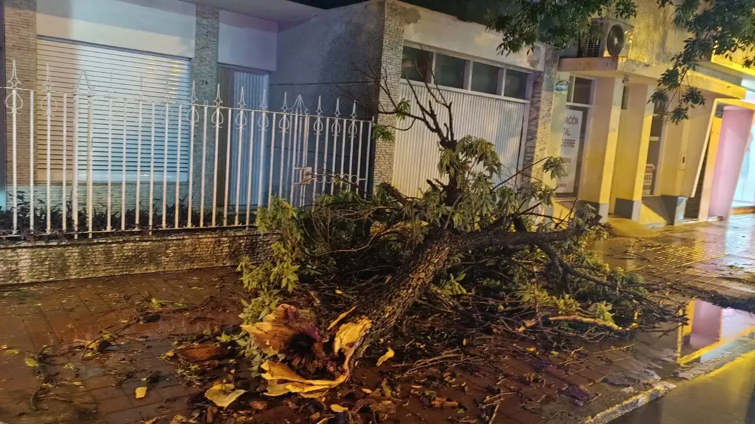Rápido operativo de limpieza del municipio luego de la tormenta de ayer: cayeron más de diez árboles - 3
