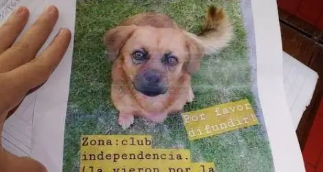 Perra perdida en zona club Independencia
