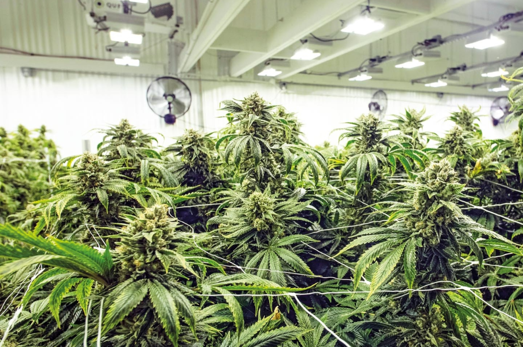 “Es la primera y única empresa de cultivo indoor de grandes magnitudes en Mendoza, y una de las más grandes del país”.