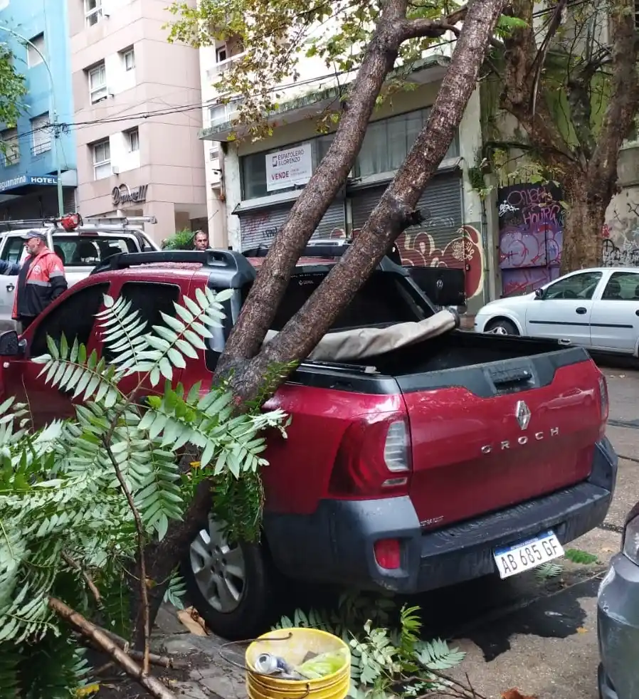 arbol caido temporal