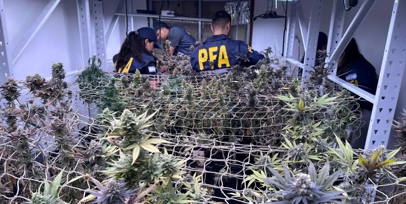 En el sofisticado vivero se producía marihuana de alta calidad. Foto: PFA