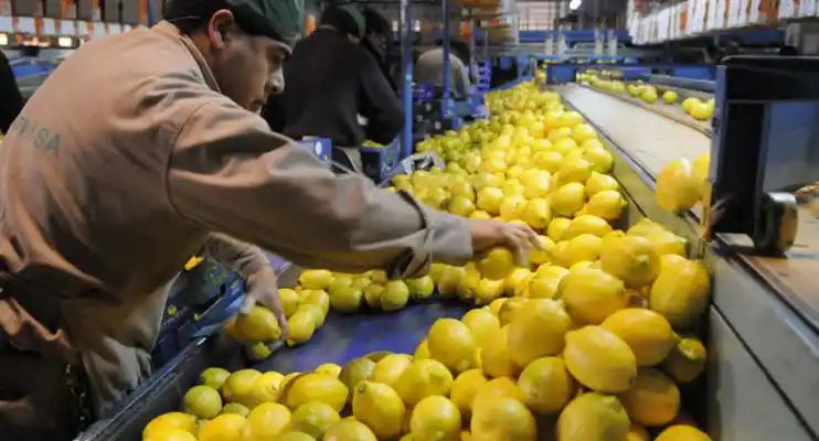 Estados Unidos autorizó la importación de limones argentinos