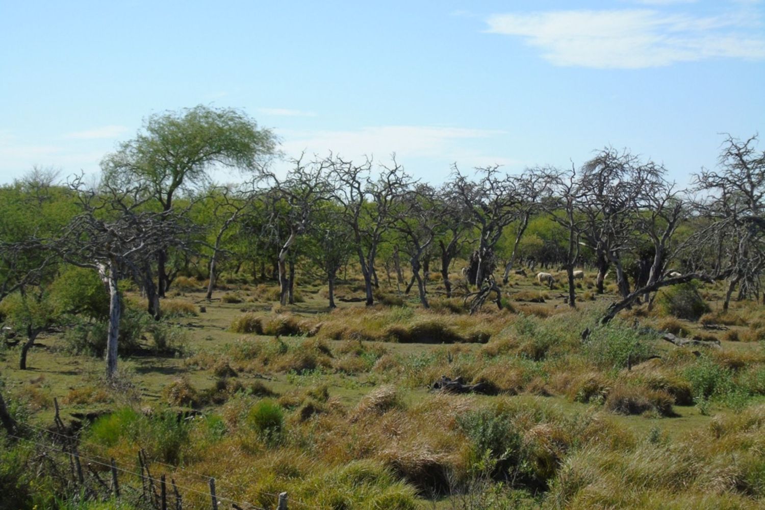 La provincia invirtió 180 millones de pesos en la protección de bosques nativos