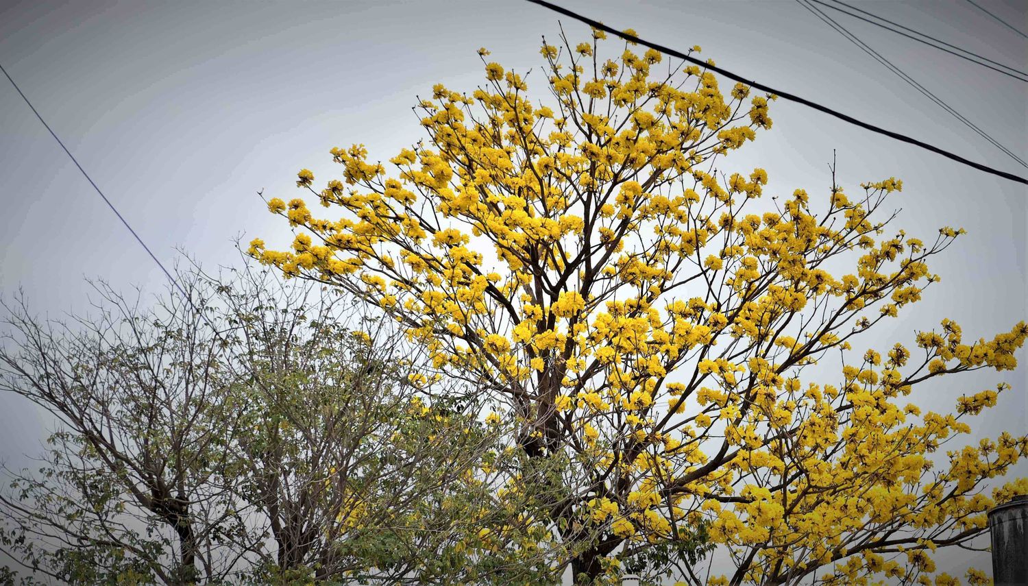 arboles san francisco