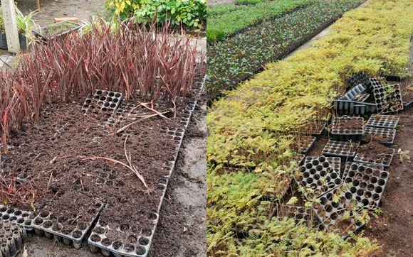 Robaron alrededor de 5 mil plantines de jacarandás y fornios en el vivero Santa Isabel