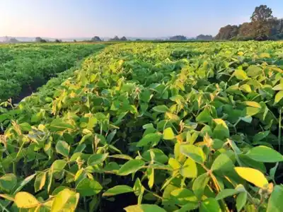 Con el 25% de soja implantada, surgen sorprendentes parecidos con la campaña 2016/17