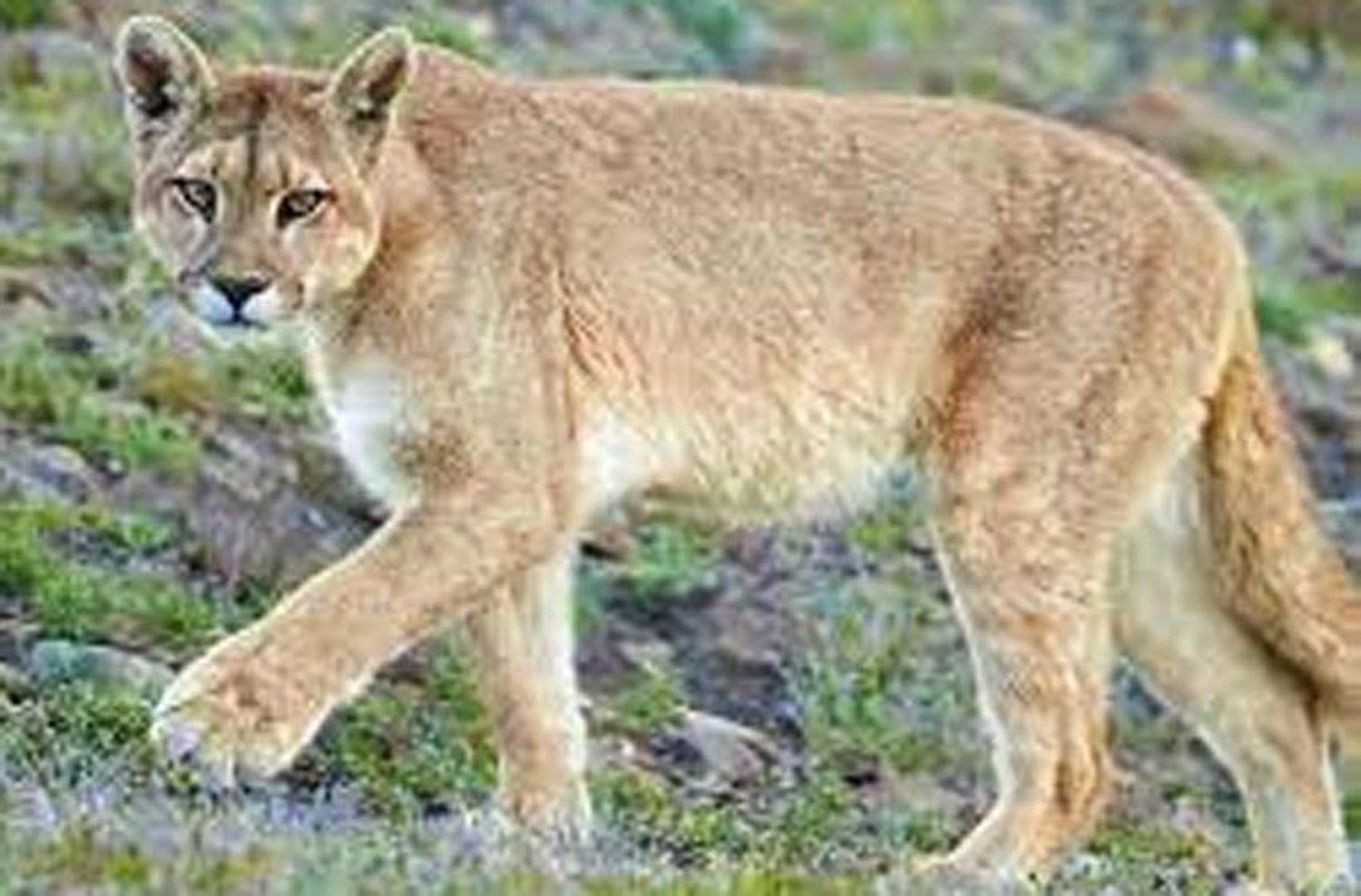 Continúa en Casilda la búsqueda de un puma que ahora habría herido a un perro