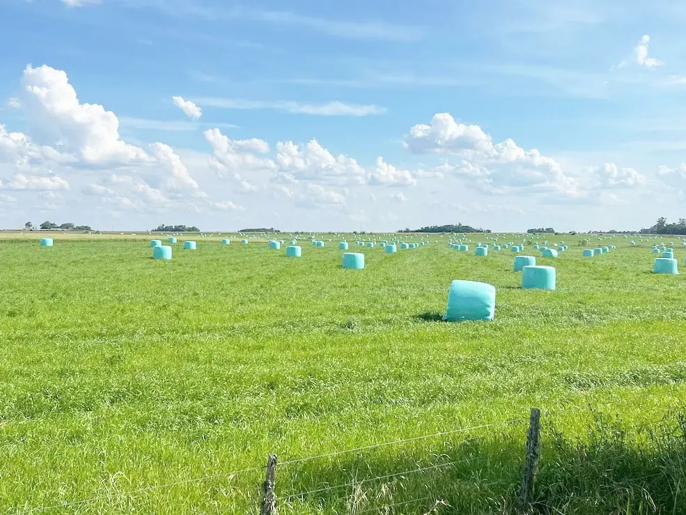 Crecieron 90% las exportaciones de alfalfa
