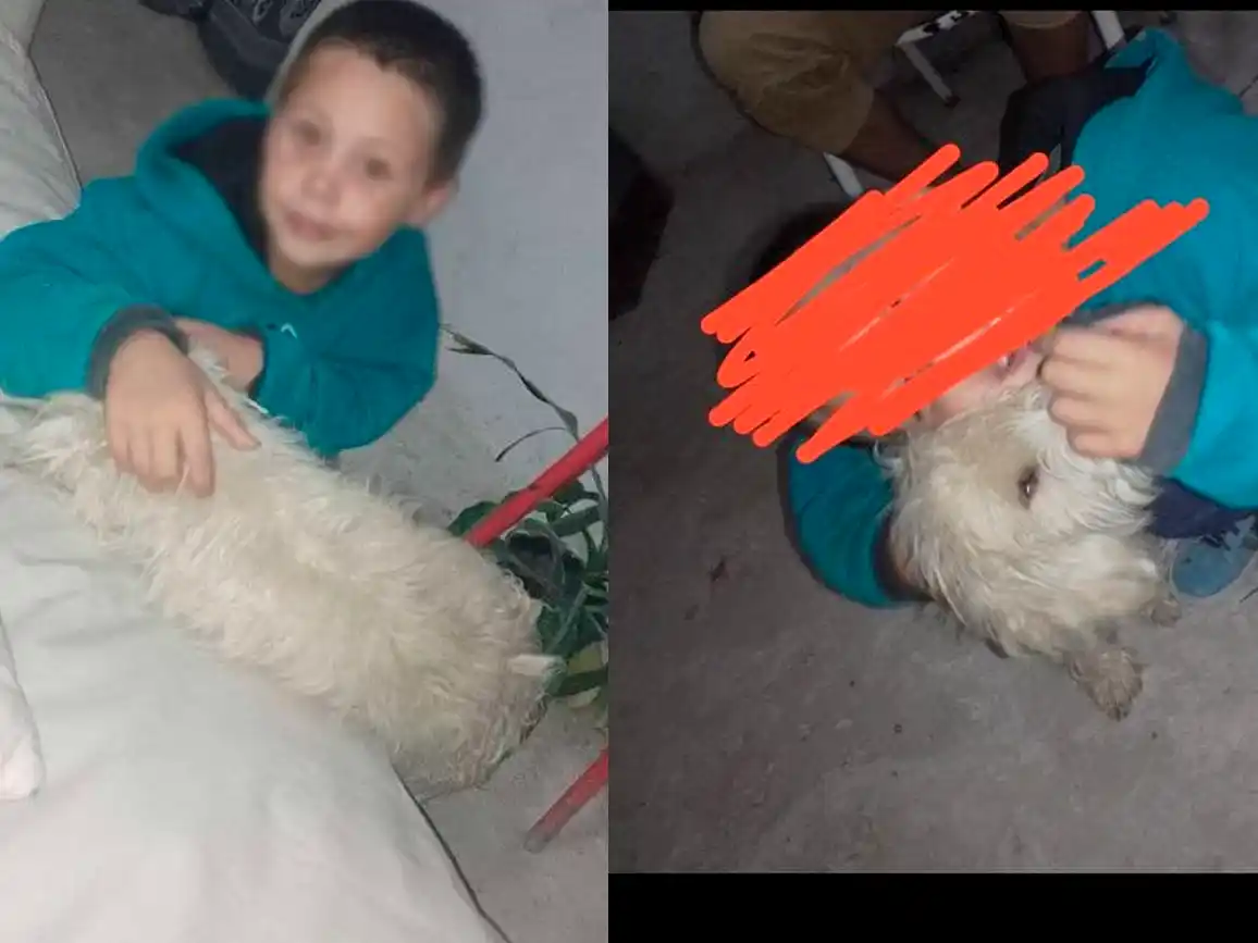 Buscan perrito perdido por calle Mateo Sbert