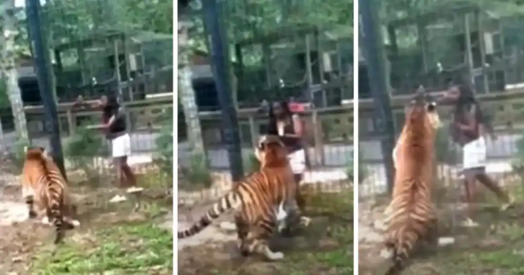 Una mujer entra a la jaula de un tigre para acariciarlo en EE.UU. (+Video)