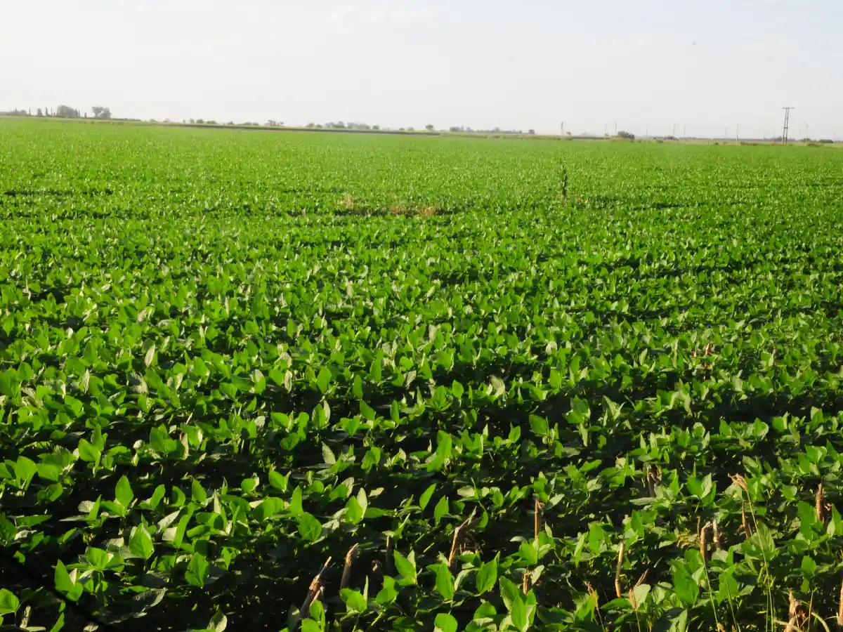  San Justo, el segundo departamento con más soja sembrada en la provincia 
