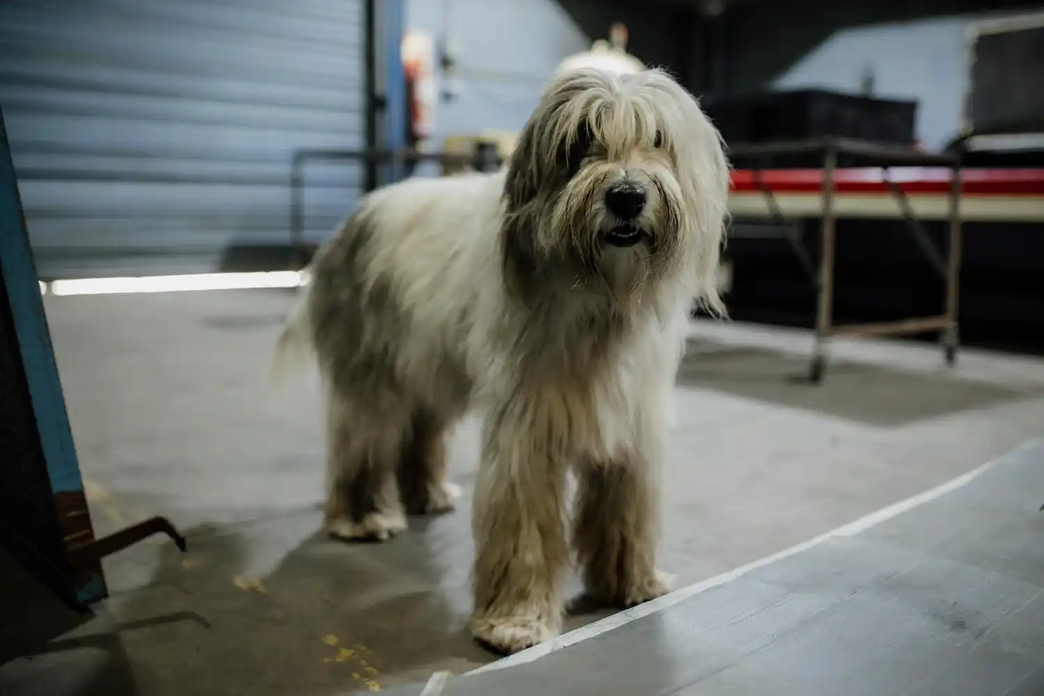 Los vecinos junto a su mascota deberán presentarse en la sede antes de las 8.