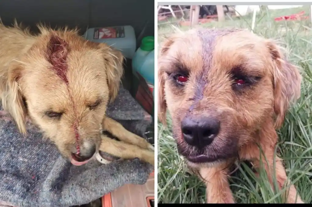 Salvaje ataque en Venado Tuerto: agarró a palazos a una perra y fue escrachada por los vecinos