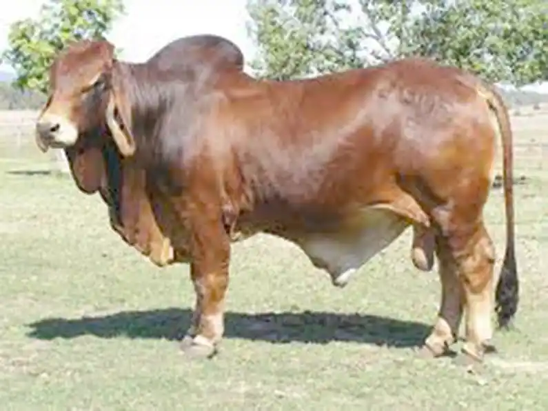 Ganado Boran: una raza ‘diseñada por la naturaleza’