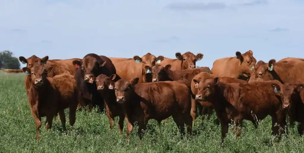 “Al reducir parcialmente el área foliar mediante el consumo animal, disminuye la evapotranspiración y se modifica la dinámica hídrica del sistema”, sostuvo.
