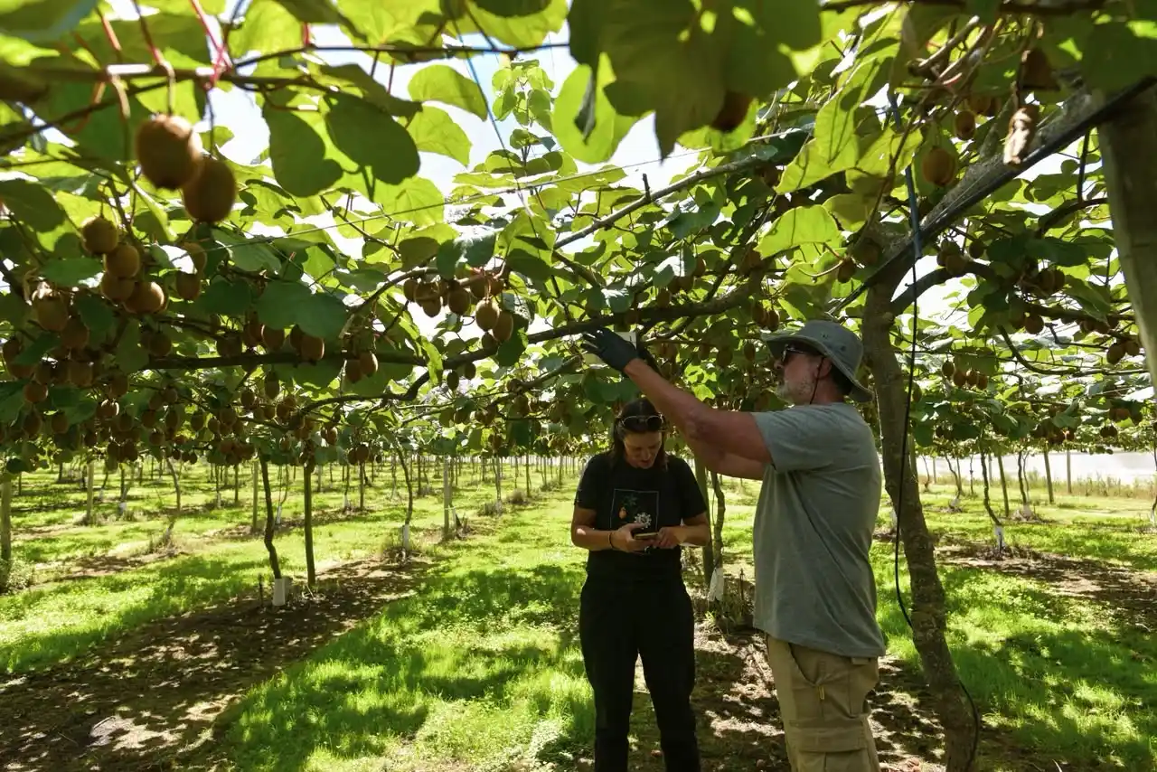 Capacitan en poda de kiwi y habrá oportunidades laborales en establecimientos productores de la ciudad