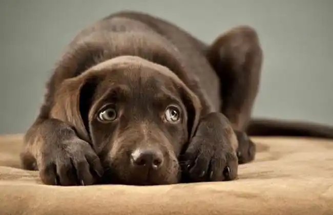 Hèctor Fernandez, Veterinario. Las Mascotas y el Corona virus|Cosas que pasan