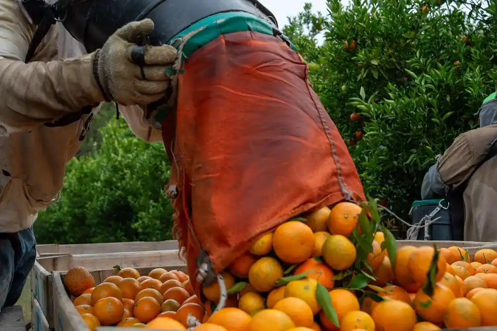 Citricultura entrerriana: entre la sobreoferta de 2024 y la incertidumbre de 2025