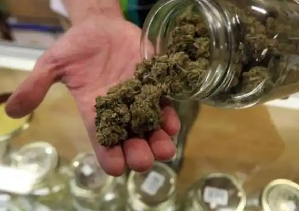 Autorizan el uso de remedios a base de marihuana en Argentina 