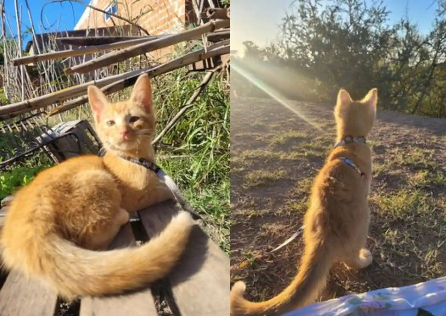 Gato perdido: buscan a Armin