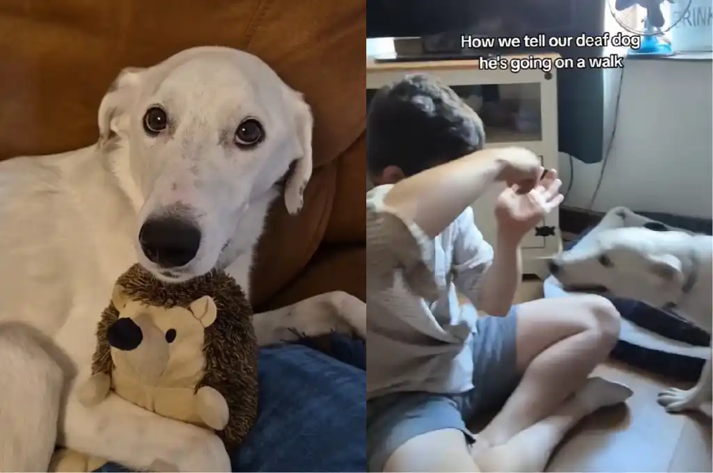 Tierno momento viral (Foto: Gentilezas)