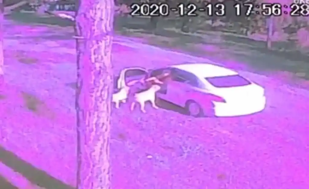 Funes: abandonó a dos perros y quedó grabado