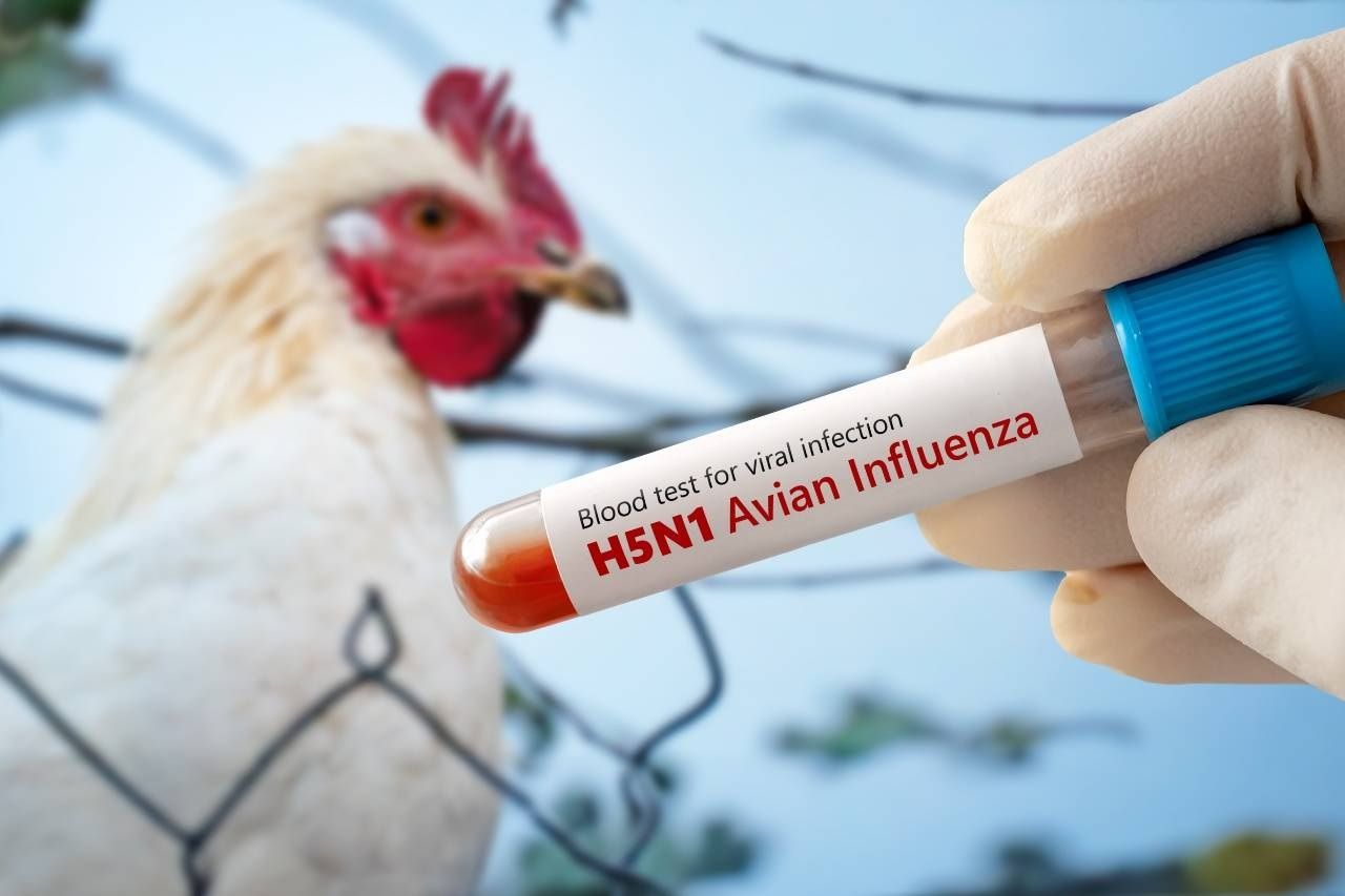 Invitan a productores avícolas a jornada virtual sobre Influenza Aviar