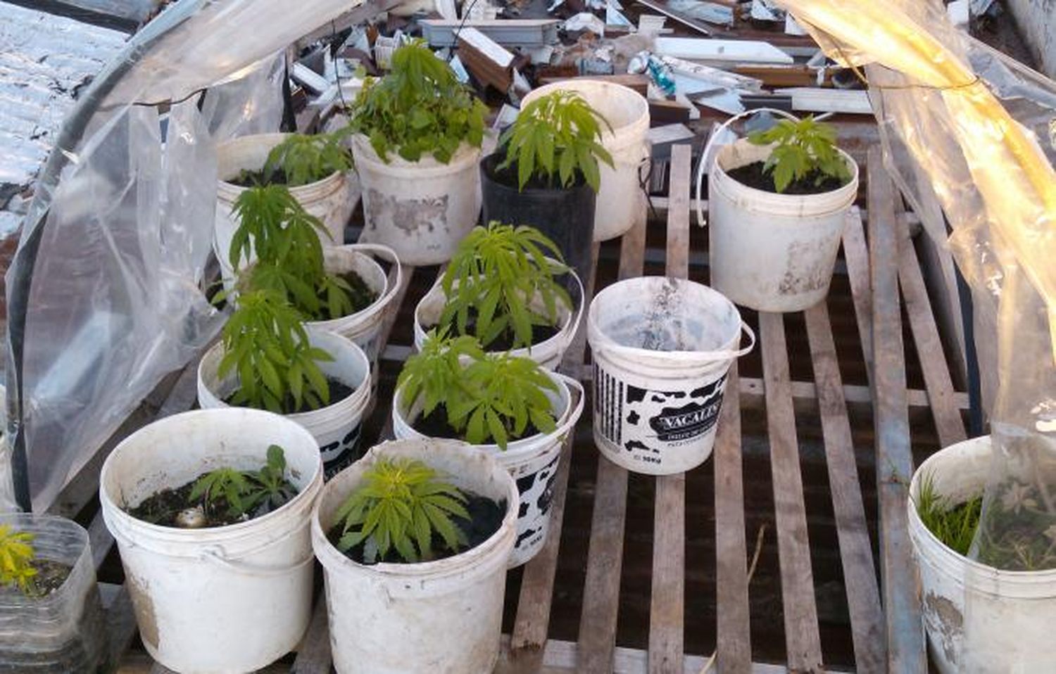 Narcotráfico: Desmantelan invernadero con cultivo de marihuana en Tres de Febrero