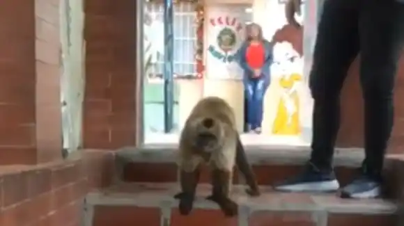 ¡NO ES EL PLANETA DE LOS SIMIOS! Monos Capuchinos se adueñaron de un preescolar en Caracas (VIDEO)