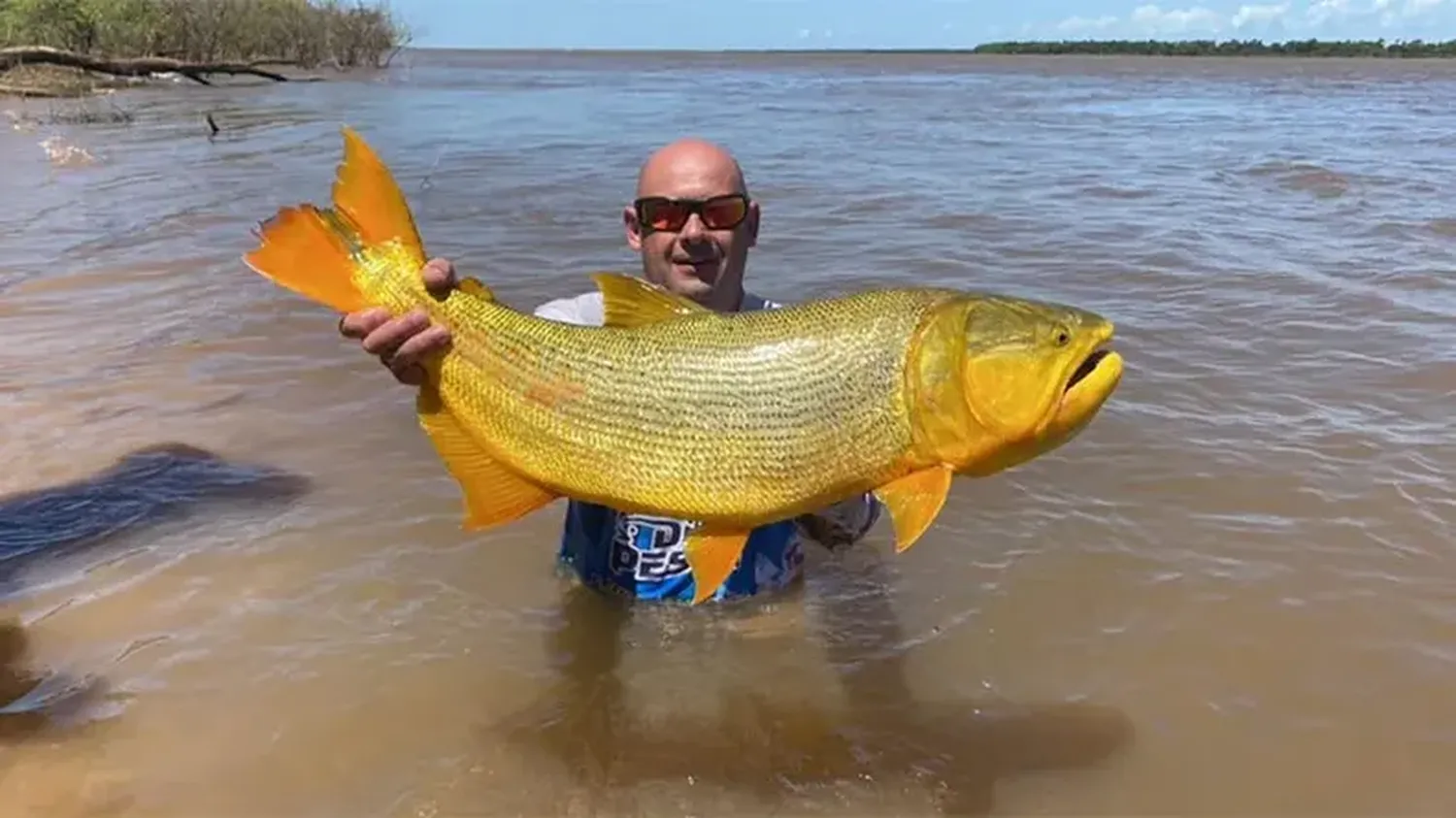 Pescaron en el río Paraná un dorado de gran tamaño