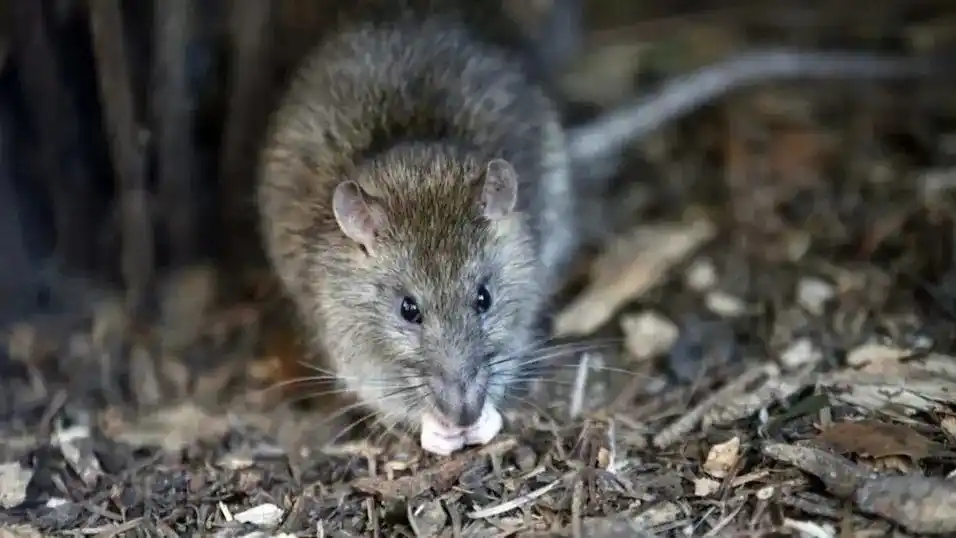 La leptospirosis puede ser transmitida por la orina de roedores, entre otros animales