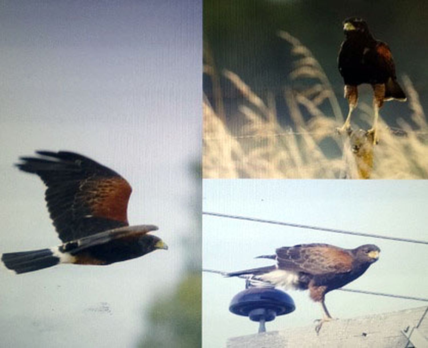 Aves rapaces en la ciudad