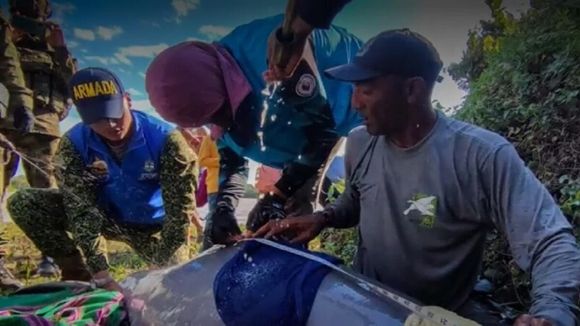 Rescatan en Colombia a dos delfines rosados en peligro de extinción