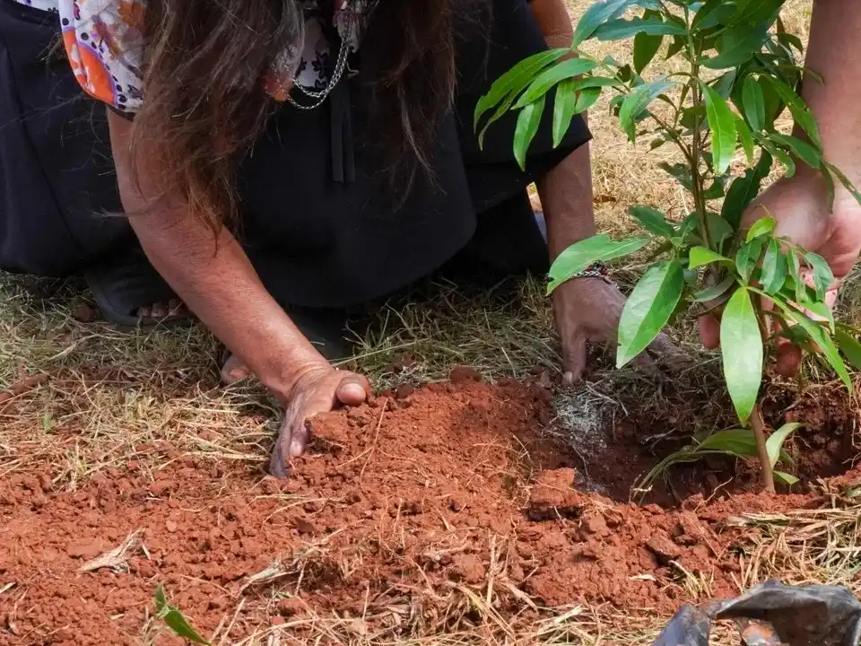 Se plantaron más de 37 especies emblemáticas de la selva misionera.