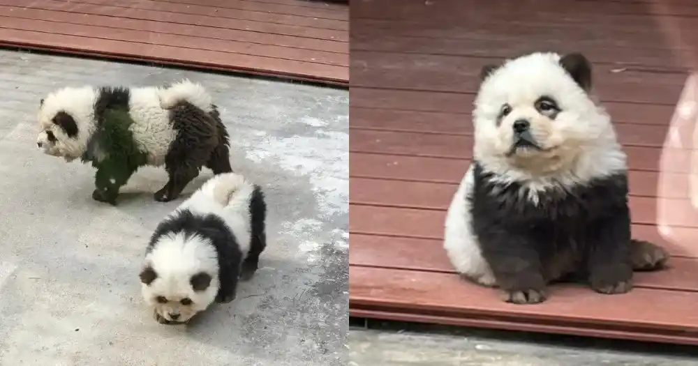 Al perro de raza chow chow se le cortó el pelaje antes de agregarle tinte blanco y negro en la cara y el cuerpo.