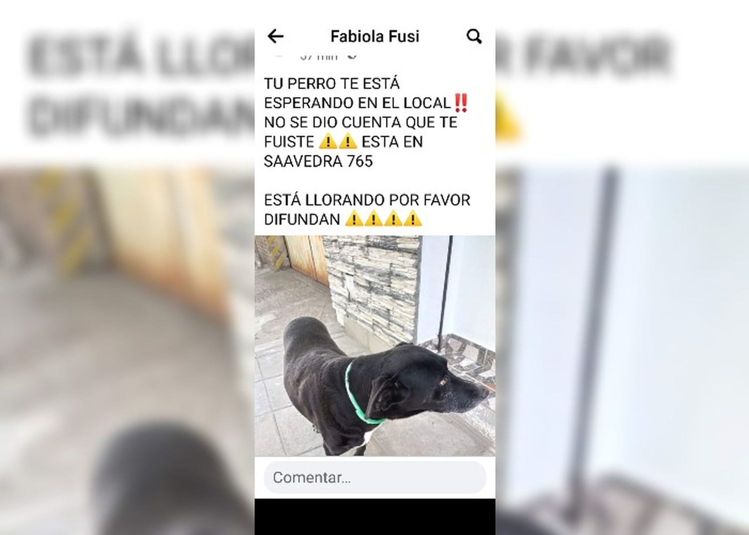 Perro perdido en Saavedra 765