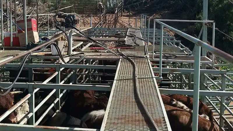 “Estamos organizados y sacando la hacienda de las islas más bajas”, señalo Luis Folmer