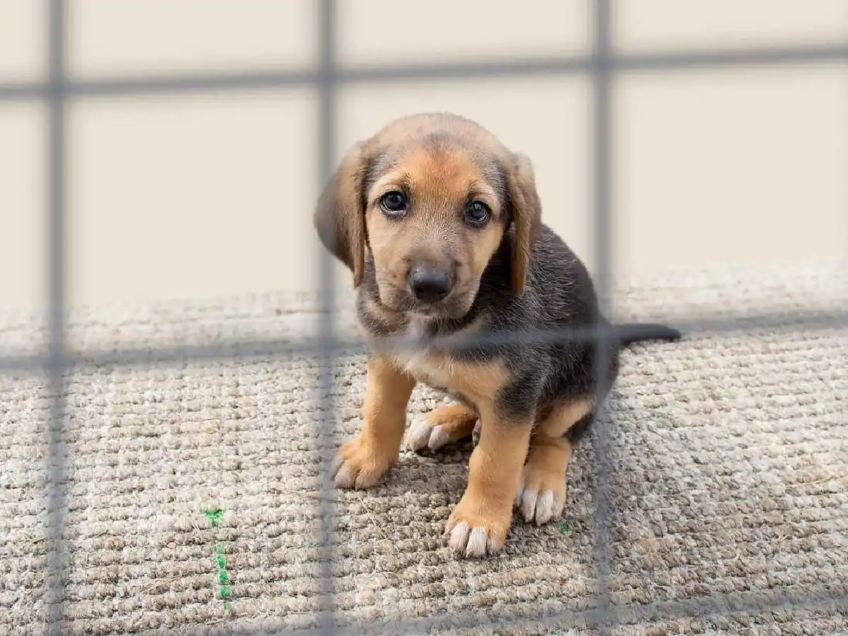 Freyre: la policía rescató a 7 perros víctimas de maltrato 