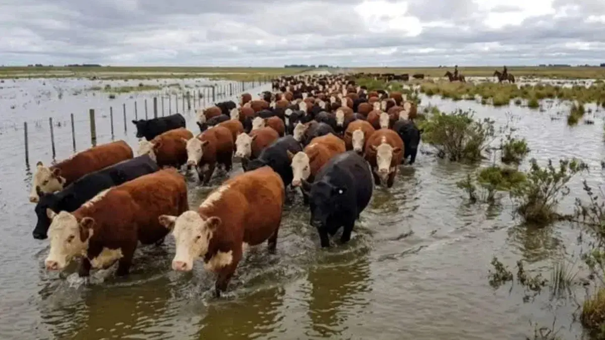 Piden asistencia urgente para productores de siete departamentos entrerrianos ante el avance del agua