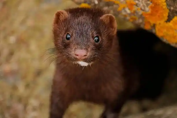 ¡RENUNCIA! Sacrificio de visones lleva a ministro danés a dimitir