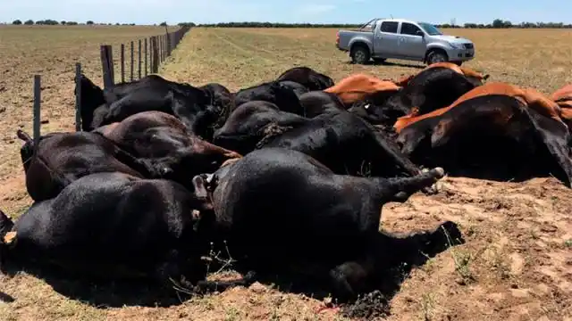 Tragedia Ganadera: Un rayo mató a 22 vacas en un campo en La Pampa