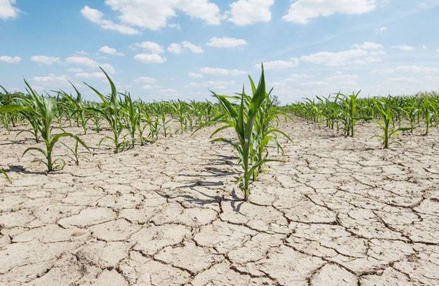 El campo espera que esta semana se declare  la emergencia agropecuaria