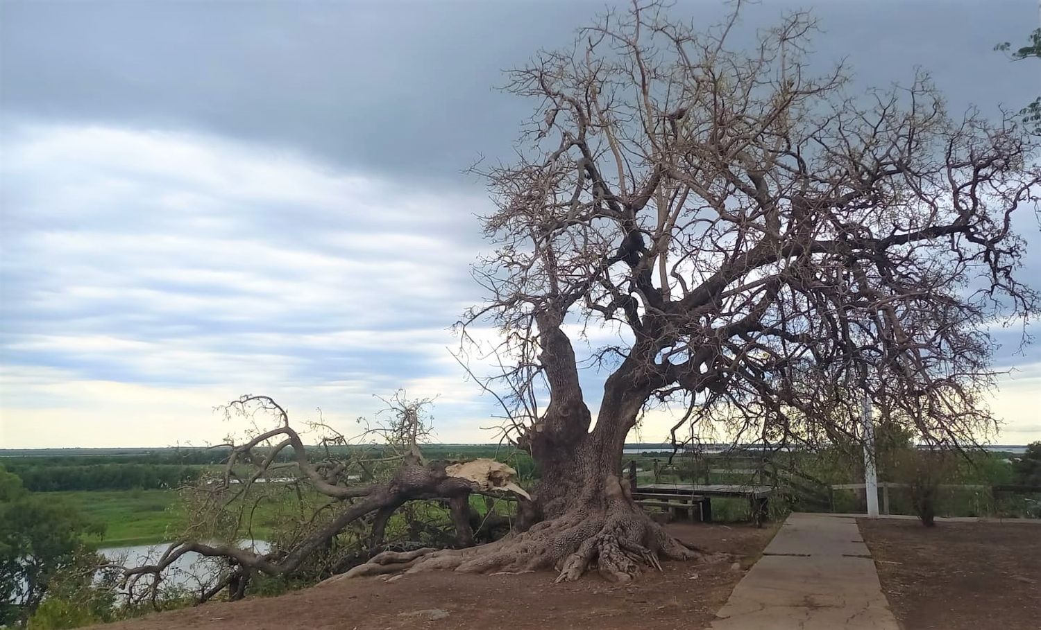 Evalúan daños en el histórico ombú del Nuevo Boulevard