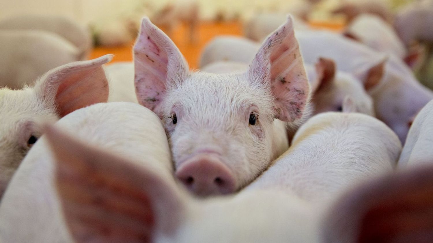 Bajan las retenciones a la carne de cerdo