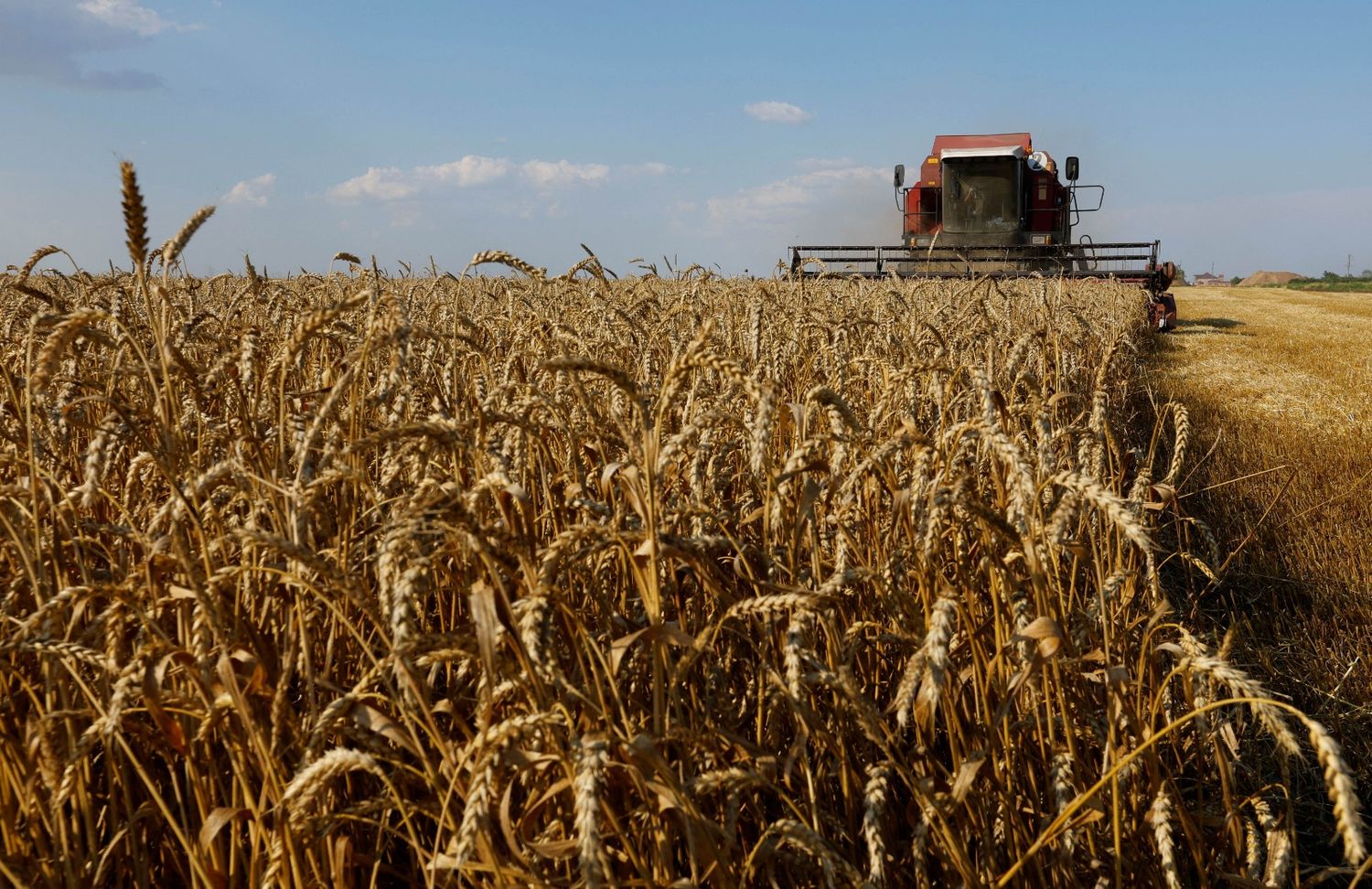 Las exportaciones de trigo están resentidas y aún quedan $459 millones de dólares por liquidar