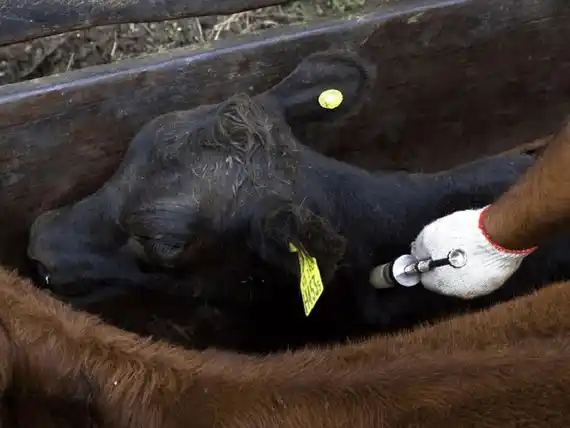 Comenzó la campaña de vacunación contra aftosa y brucelosis en Entre Ríos: cada dosis costará 2.050 pesos