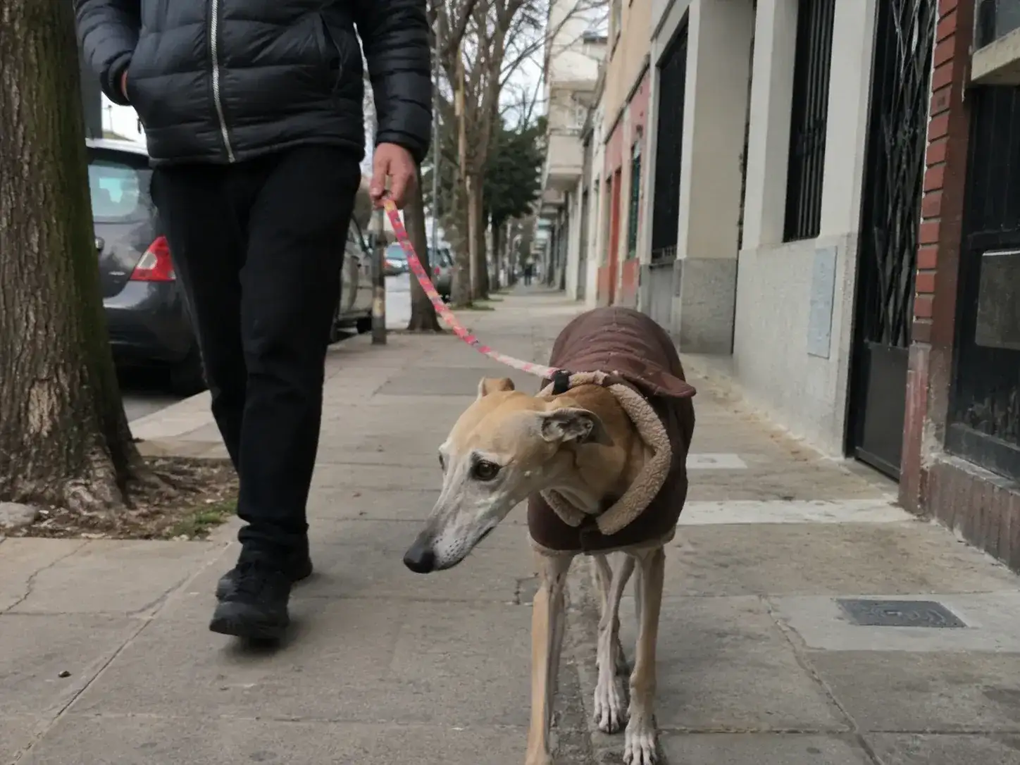 Un abrigo puede ser una herramienta útil para algunos perros.