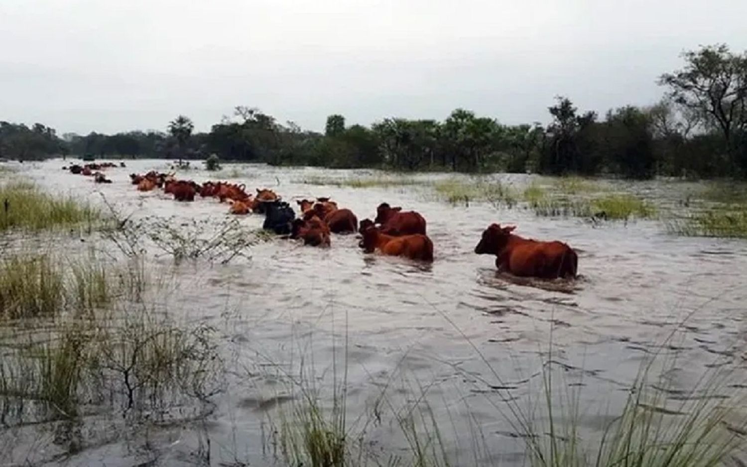 Villa Paranacito: temen no poder evacuar la hacienda