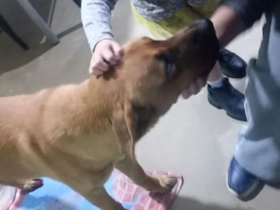 salvan perro 2