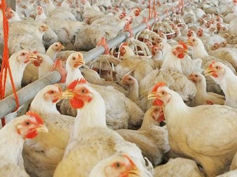 Durante enero, la brecha de precios del pollo bajó para los granjeros y también para los consumidores
